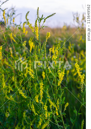 Flowers of Melilotus officinalis is on bright summer background. Blurred background of yellow - green. Shallow depth of field 113649562