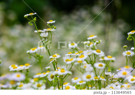 Erigeron annuus known as annual fleabane, daisy fleabane, or eastern daisy fleabane Erigeron annuus known as annual fleabane, daisy fleabane, or eastern daisy fleabane 113649565