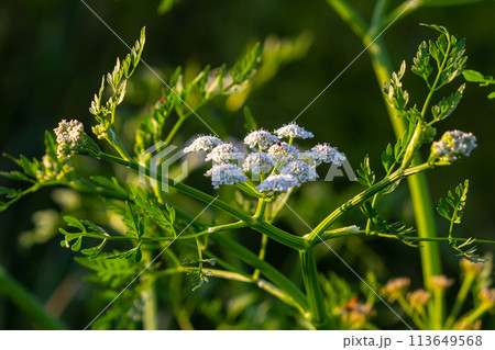 Conium maculatum, colloquially known as hemlock, poison hemlock or wild hemlock, is a highly poisonous biennial herbaceous flowering plant in the carrot family Apiaceae 113649568