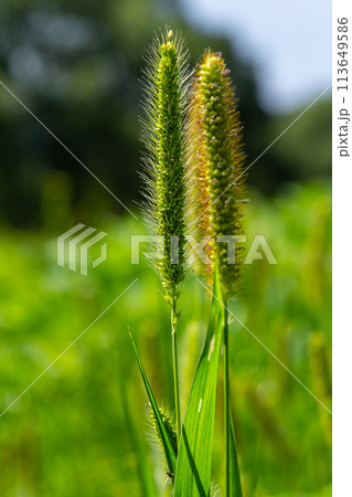 Setaria grows in the field in nature Setaria grows in the field in nature 113649586