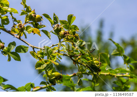 Red rose hips of dog rose. Rosa canina, commonly known as the dog rose 113649587
