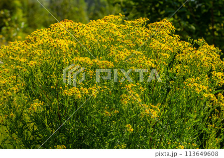 Yellow flowers of Senecio vernalis closeup on a blurred green background. Selective focus Yellow flowers of Senecio vernalis closeup on a blurred green background. Selective focus 113649608