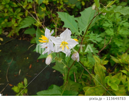 ワルナスビの花 ワルナスビの花 113649783