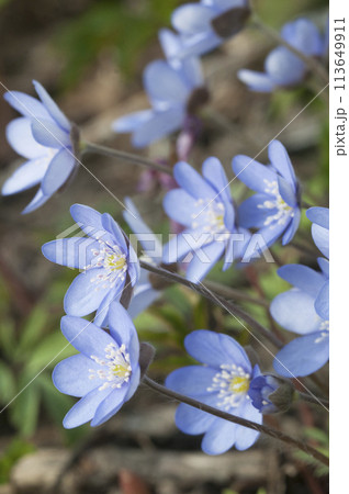 Anemone hepatica flowering in a spring garden Anemone hepatica flowering in a spring garden 113649911