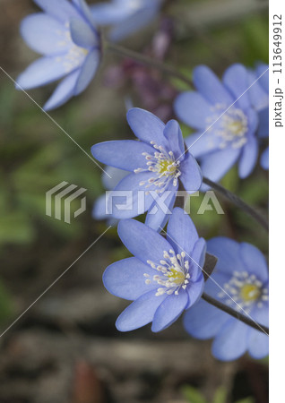 Anemone hepatica flowering in a spring garden 113649912