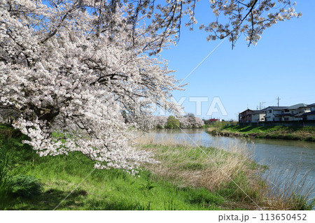 春の埼玉県蓮田市を流れる元荒川の河川敷に咲くソメイヨシノの桜の花 113650452