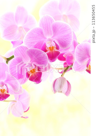 ミニ胡蝶蘭 ピンク色の花 明るい黄色背景 ミニ胡蝶蘭 ピンク色の花 明るい黄色背景 113650455