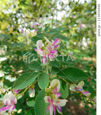 ハギの花 白地にピンク ハギの花 白地にピンク 113650486