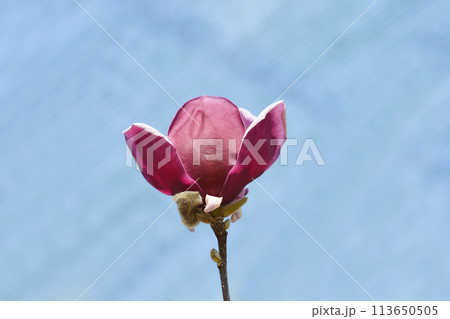 Magnolia Genie 113650505