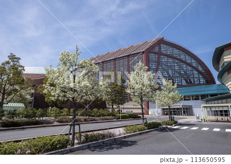 なしっこ館 に咲く梨の花 倉吉市 なしっこ館 に咲く梨の花 倉吉市 113650595