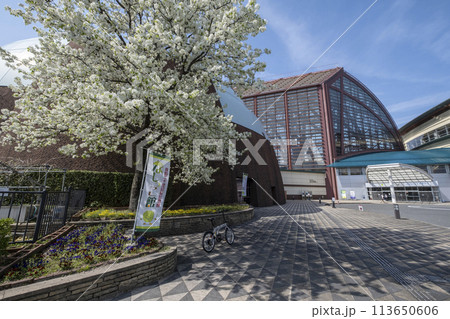 なしっこ館 に咲く梨の花 倉吉市 なしっこ館 に咲く梨の花 倉吉市 113650606