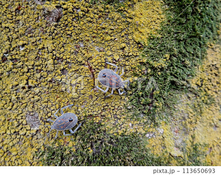 キマダラカメムシの幼虫 キマダラカメムシの幼虫 113650693