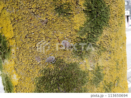 キマダラカメムシの幼虫 キマダラカメムシの幼虫 113650694