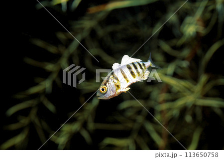 カンパチの幼魚　流れ藻の魚　流れ藻の生物　 113650758
