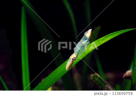 ヒメイカ　イカの仲間　アマモ場の生物 113650759