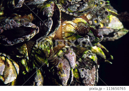 蔓脚をのばすカメノテ　カメノテ　蔓脚 113650765