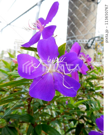シコンノボタンの花 シコンノボタンの花 113650767