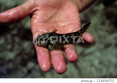 イダテンカジカ　採集した魚 113650772