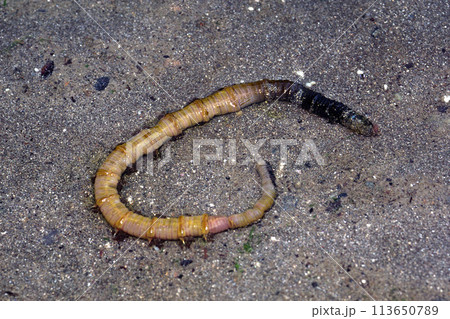 タマシキゴカイ　クロムシ　ゴカイ類 113650789