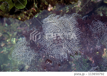 ハネウミヒドラ 113650792