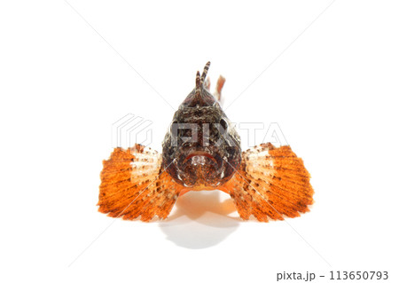 ハオコゼ　オコゼ類　白バック 113650793