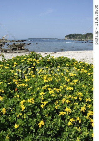 ミヤコグサの海辺 ミヤコグサ ミヤコグサの海辺 ミヤコグサ 113650800