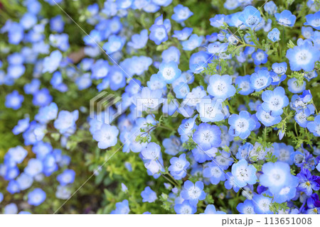 ネモフィラの花畑 春の花 春素材 ネモフィラの花畑 春の花 春素材 113651008