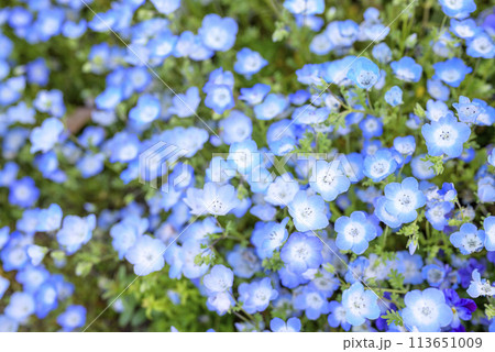 ネモフィラの花畑 春の花 春素材 113651009