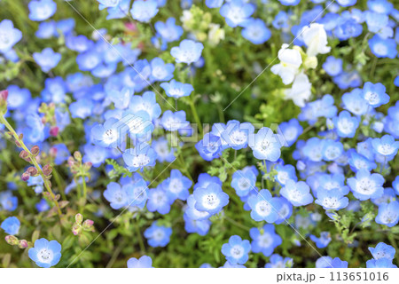 ネモフィラの花畑 春の花 春素材 ネモフィラの花畑 春の花 春素材 113651016