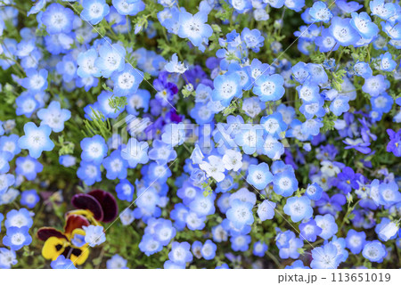ネモフィラの花畑 春の花 春素材 113651019