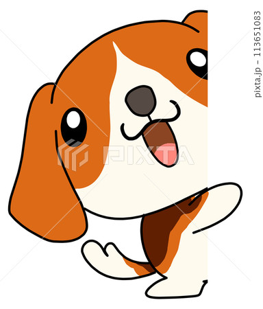 犬(ビーグル) 単体 覗く1 犬(ビーグル) 単体 覗く1 113651083