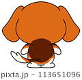 犬（ビーグル）　単体　背中 113651096