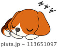 犬（ビーグル）　単体　寝る 113651097