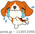 犬（ビーグル）　単体　泣く 113651098