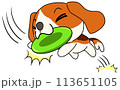 犬（ビーグル）　単体　フリスビーキャッチ 113651105