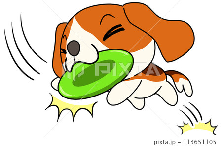 犬(ビーグル) 単体 フリスビーキャッチ 犬(ビーグル) 単体 フリスビーキャッチ 113651105