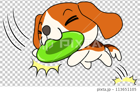 犬(ビーグル) 単体 フリスビーキャッチ 犬(ビーグル) 単体 フリスビーキャッチ 113651105