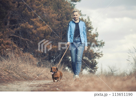 red Dachshund dog walking with his owner in a pine forest red Dachshund dog walking with his owner in a pine forest 113651190
