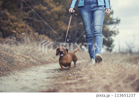 red Dachshund dog walking with his owner in a pine forest 113651237