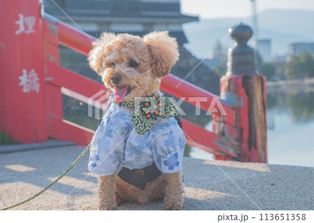 犬と松本城 犬と松本城 113651358