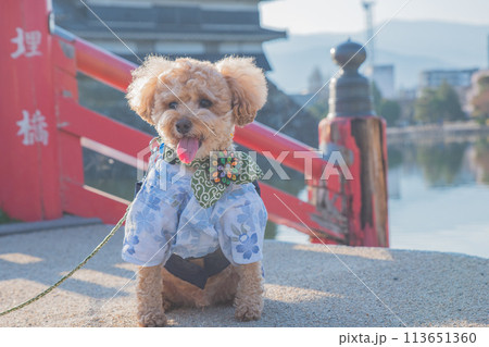 犬と松本城 113651360