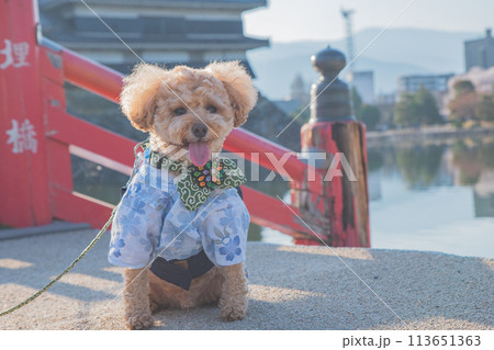 犬と松本城 113651363