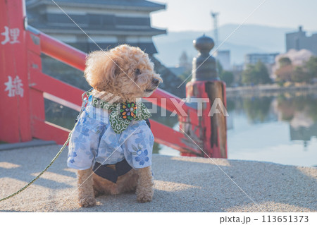 犬と松本城 犬と松本城 113651373