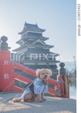 犬と松本城 犬と松本城 113651423