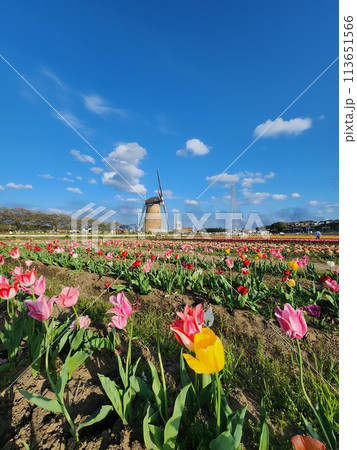 チューリップのある風景 佐倉ふるさと広場 チューリップのある風景 佐倉ふるさと広場 113651566