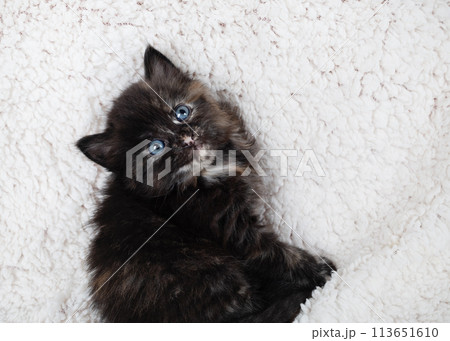 Tortoiseshell kitten cat Tortoiseshell kitten cat 113651610