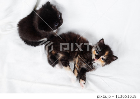 Two cute kittens Two cute kittens 113651619