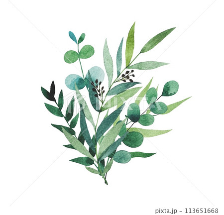 Bouquet of watercolor foliage. Eucalyptus branches. Hand drawn botanical illustration isolated on white background. Bouquet of watercolor foliage. Eucalyptus branches. Hand drawn botanical illustration isolated on white background. 113651668
