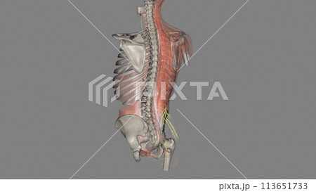 The superior cluneal nerves are pure sensory nerves that innervate the skin of the upper part of the buttocks 113651733