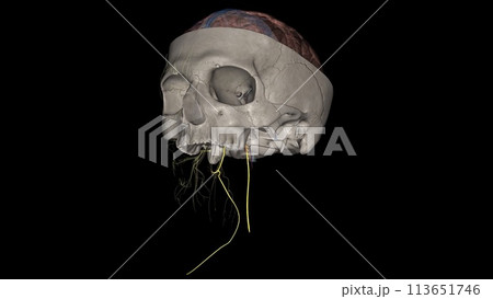 The spinal accessory nerve is a purely motor entity. It innervates both the trapezius and the sternocleidomastoid muscles The spinal accessory nerve is a purely motor entity. It innervates both the trapezius and the sternocleidomastoid muscles 113651746
